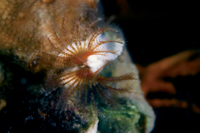 Serpula vermicurialis e Serpula concharum